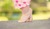 Shapeimage_2[1]_tiny